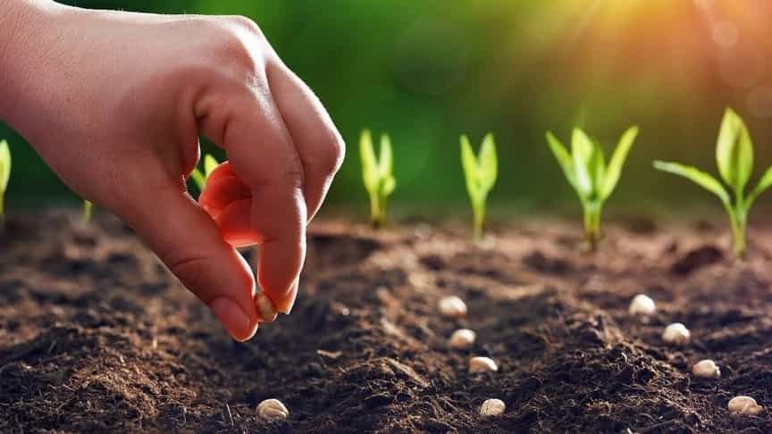 مزایای خرید انواع بذر