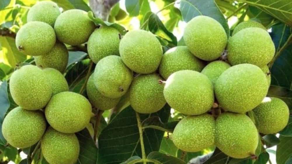 نهالستان دماوند