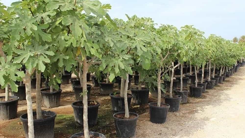 نهالستان لاکچری کرمی، تولید و فروش نهال مثمر و غیرمثمر در نقده آذربایجان غربی