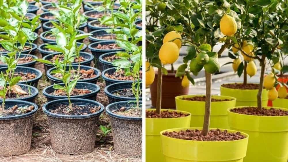 فروش نهال مثمر و غیر مثمر در نقده آذربایجان غربی