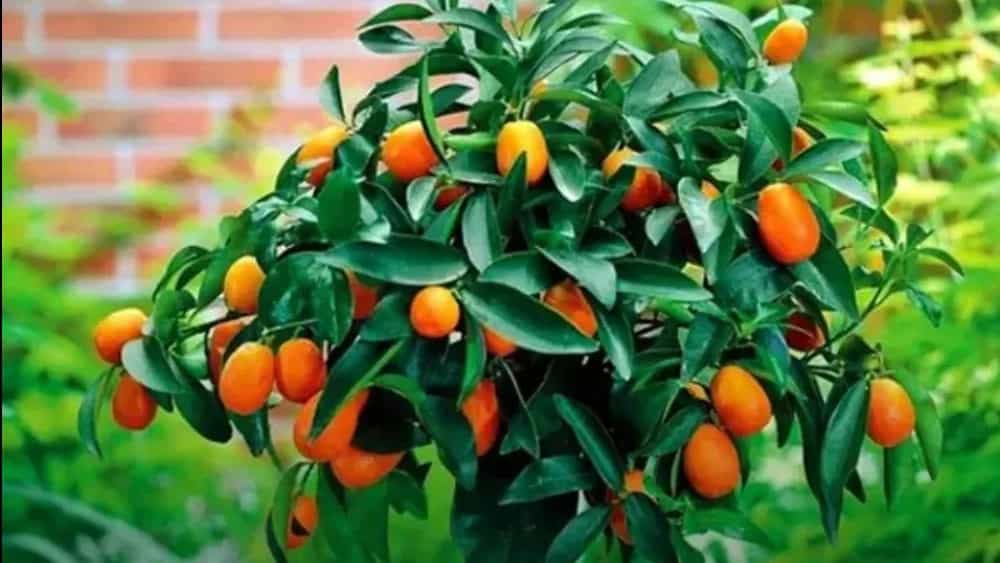 نهال های اصلاح شده نهالستان سبز نهال خلیلی