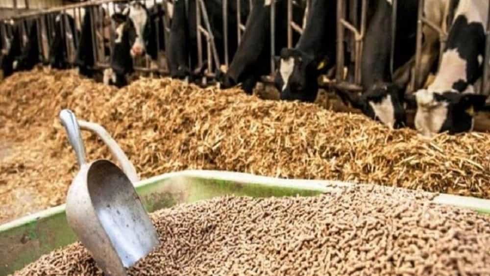 خرید خوراک دام و طیور با قیمت مناسب از فروشگاه گرمابی