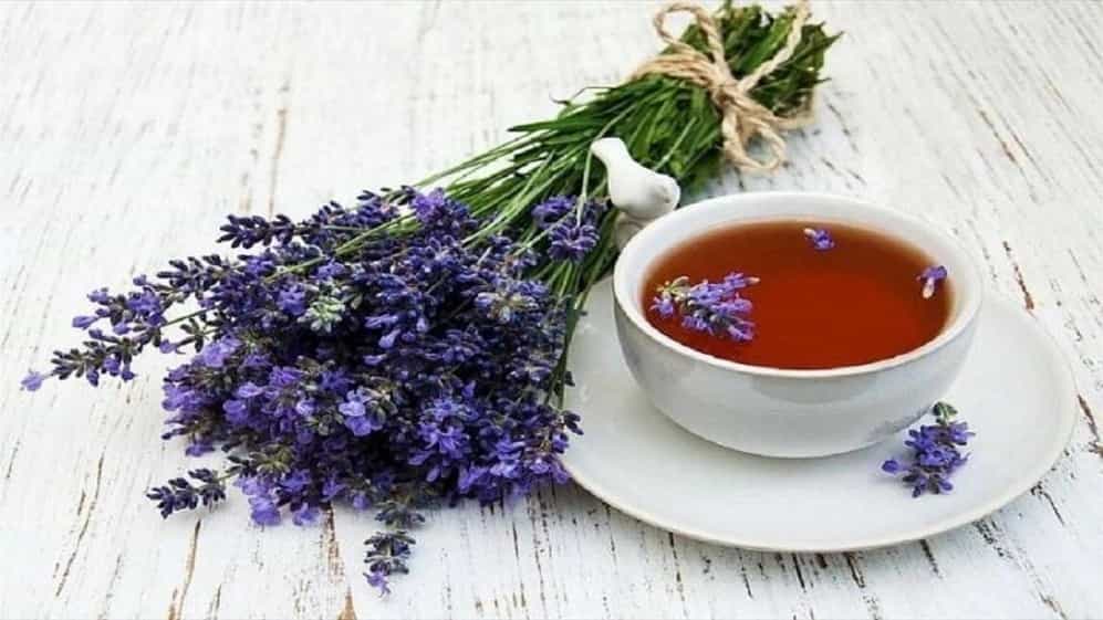 بازرگانی طلاییه قرمز، خرید فروش و صادرات گل گاو زبان در گیلان