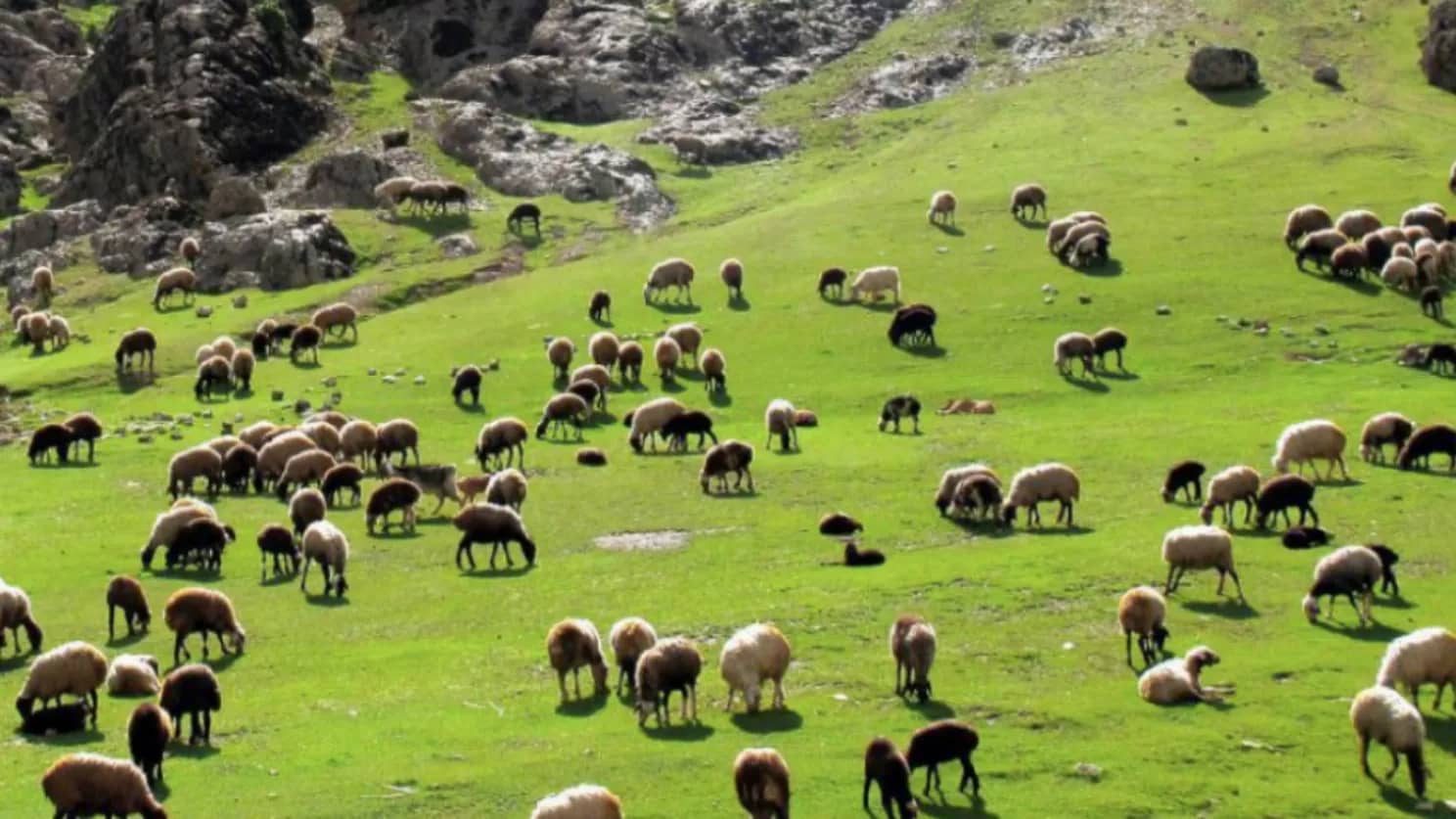 دامداری افشاری