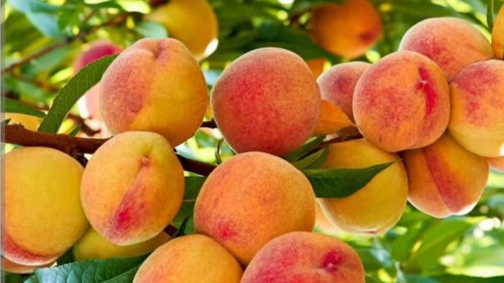 نهالستان تک نهال خیرخواه