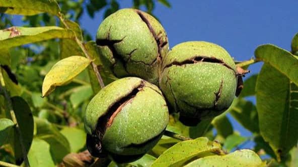 نهالستان تک نهال خیرخواه