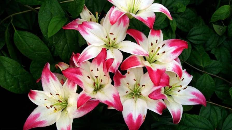 گل فروشی احسان کلاسیک