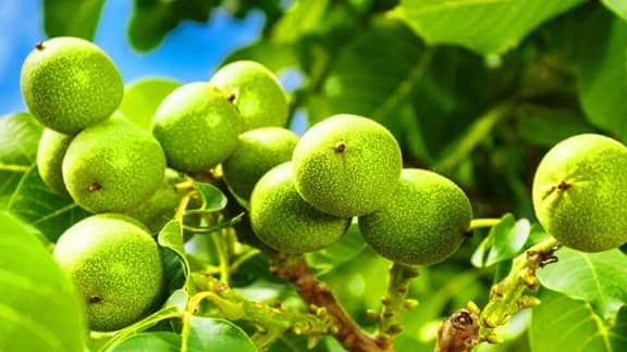 گردو چندلر اقلیم پارسیان