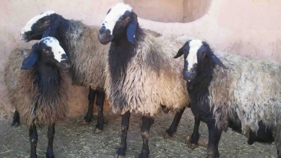 دامپروری رضاخانی