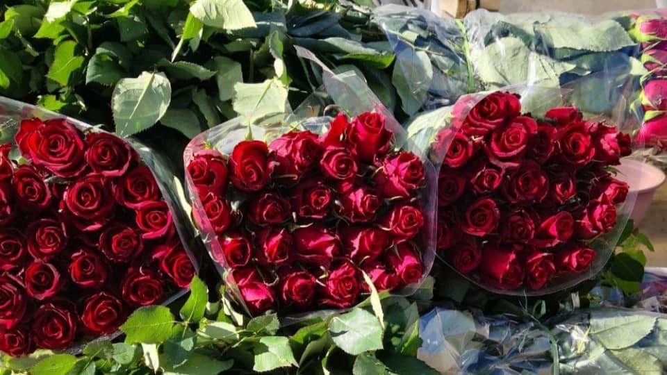 رز هلندی وشاخه بریده پروین