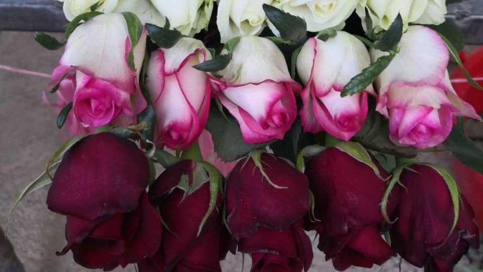 رز هلندی وشاخه بریده پروین