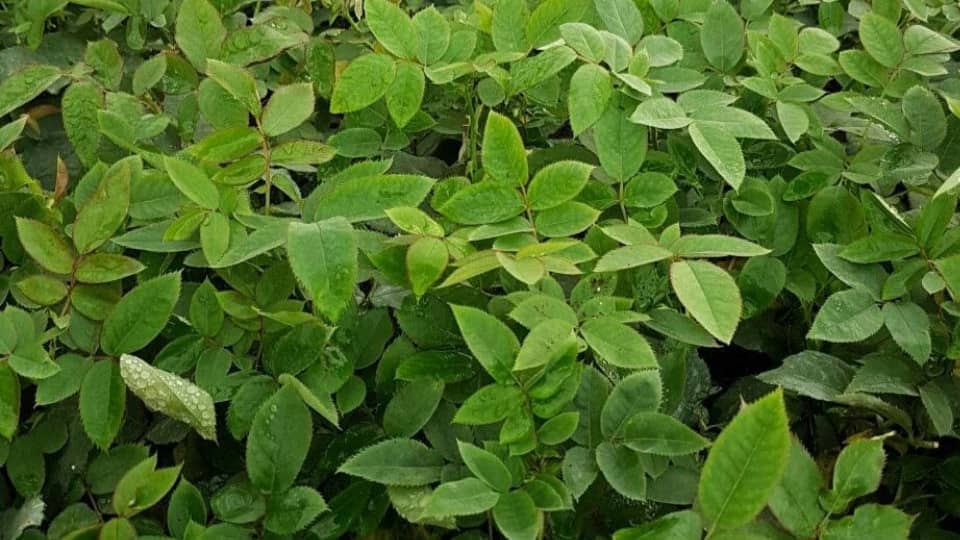 رز هلندی وشاخه بریده پروین