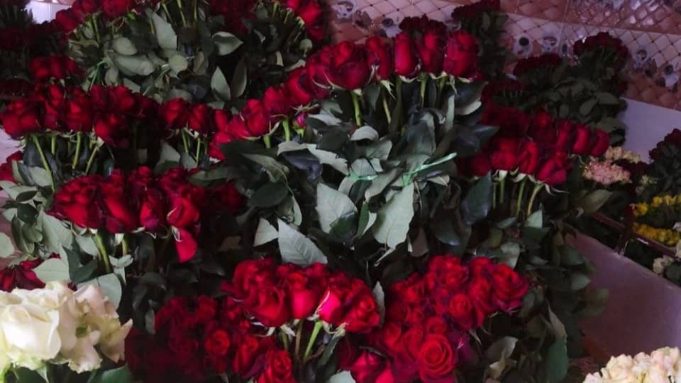 رز هلندی وشاخه بریده پروین