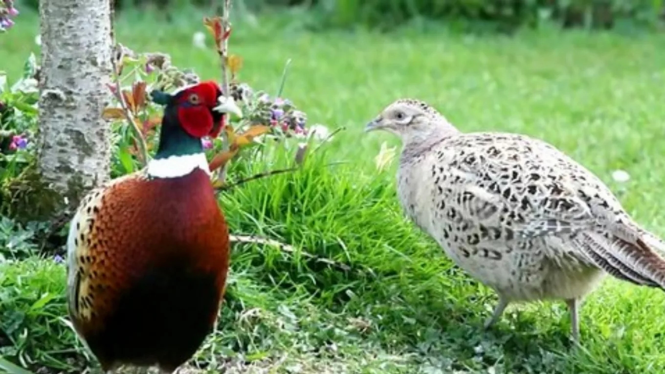 نکاتی درباره پرورش قرقاول نکاتی درباره پرورش قرقاول