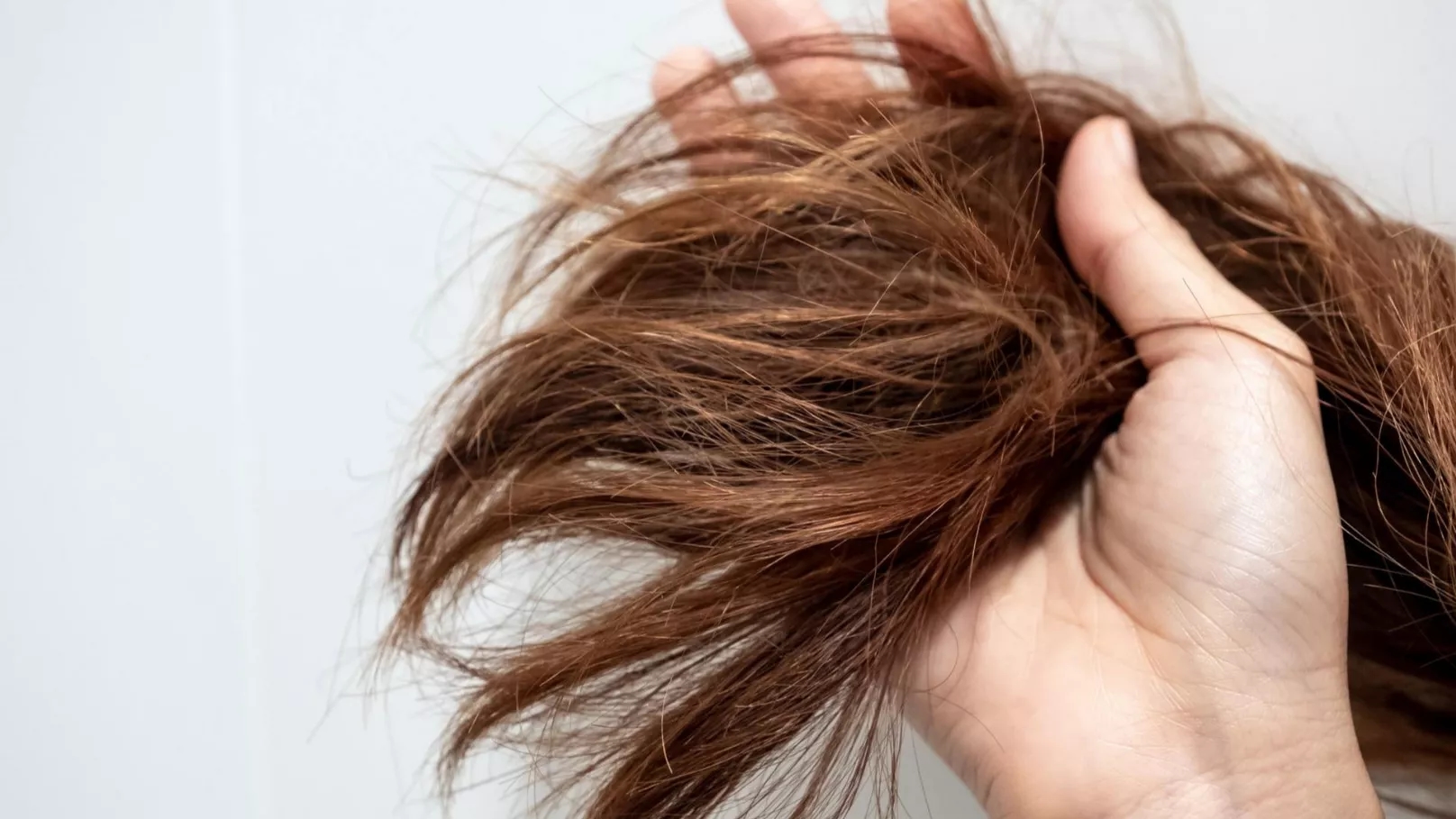 موخوره چیست؟ موخوره چیست؟