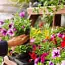 گل فروشی احسان کلاسیک در ارومیه