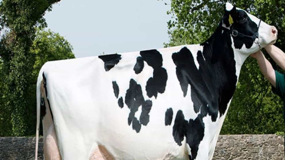 نژاد شناسی گاو (گاو هُلِشتاین)