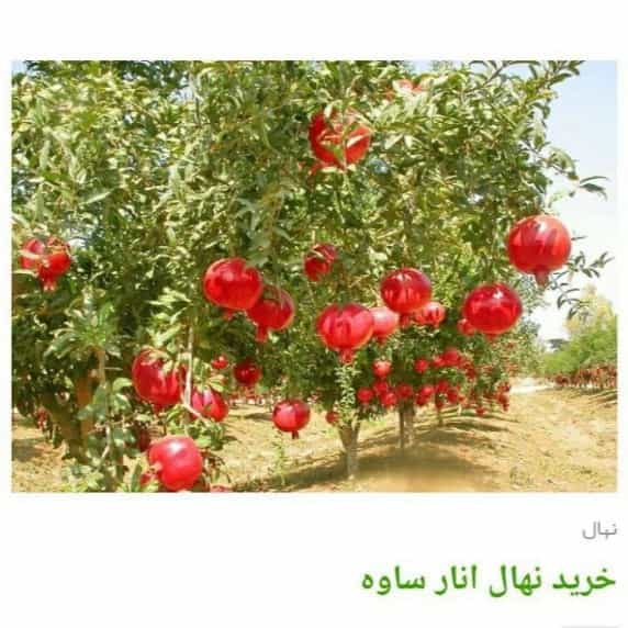 1705830365771.webp