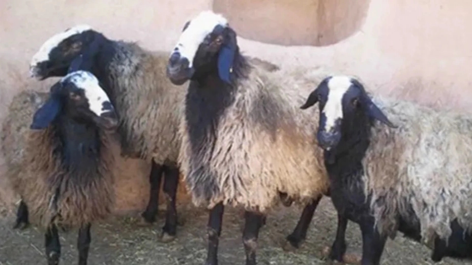 بررسی ویژگی های نژاد گوسفند شال بررسی ویژگی های نژاد گوسفند شال