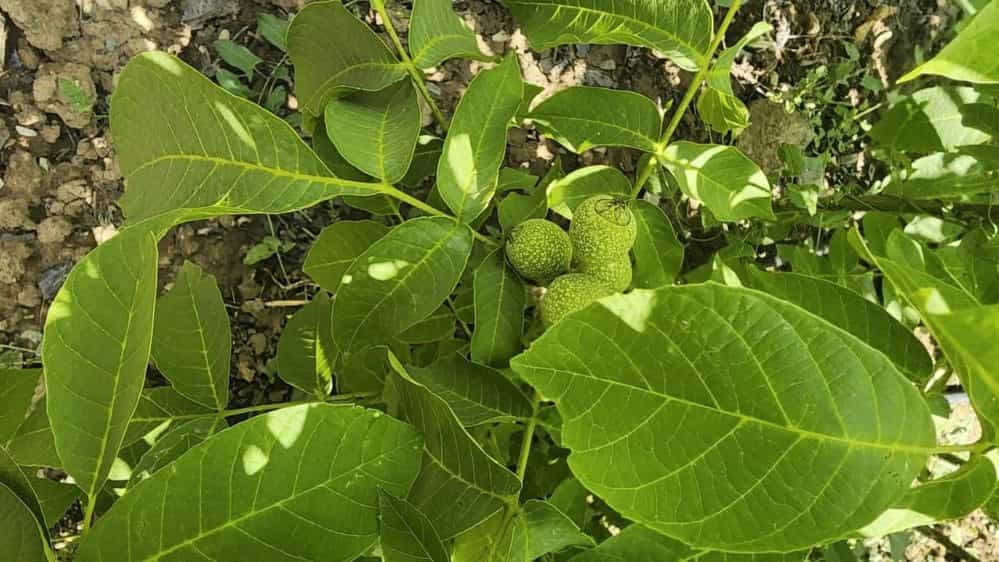 خرید انواع نهال در دماوند و میاندوآب
