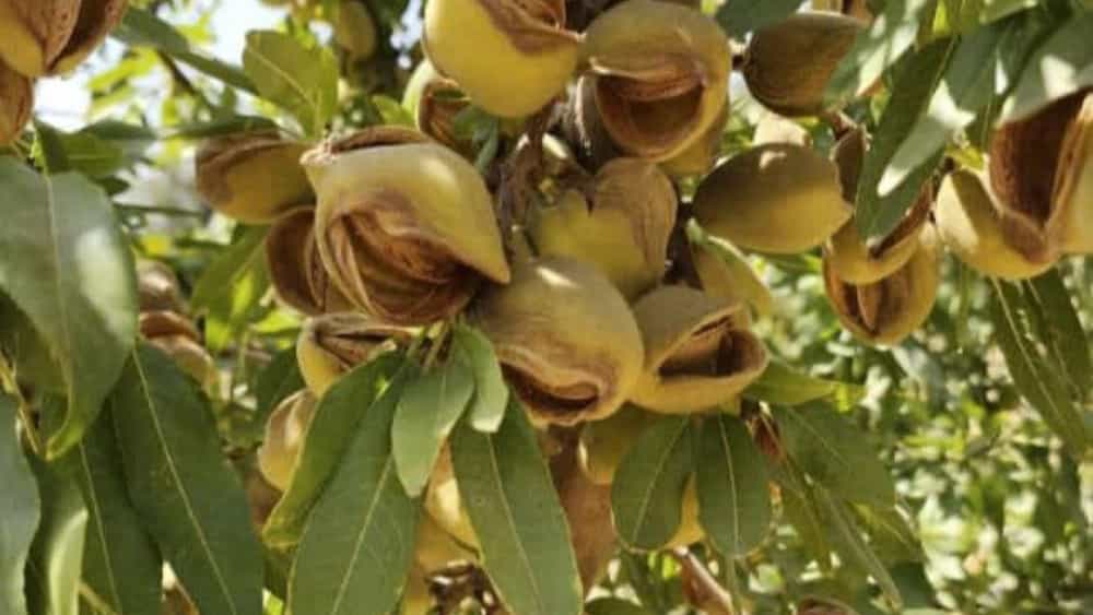 خرید نهال میوه در میاندوآب و دماوند