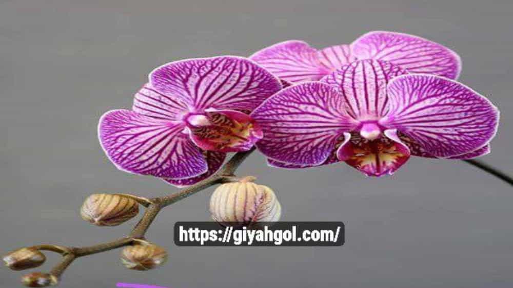 گل ارکیده طبیعی قیمت عمده