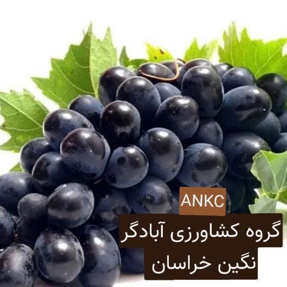 1734337026062.webp