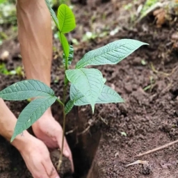 نهالستان سرسبز خیری